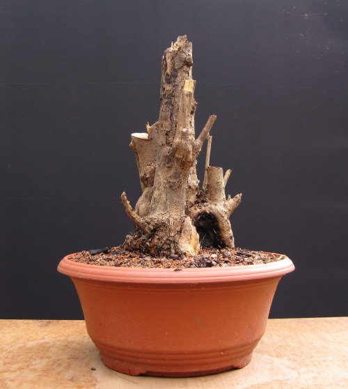 Privet bonsai stump
